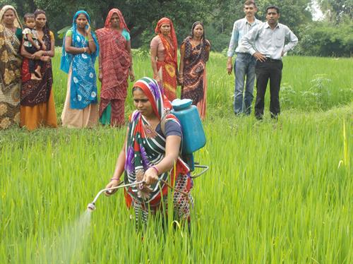 Women Farmer demonstrate Bio Inputs in Paddy field
